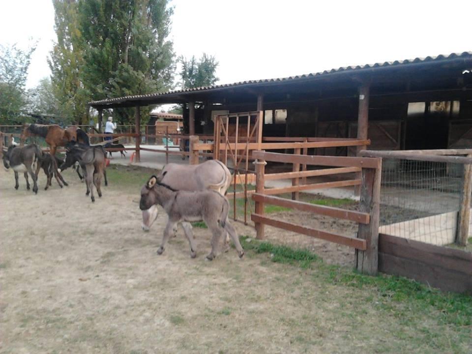 Agriturismo Casa Carpanelli 노난톨라 외부 사진