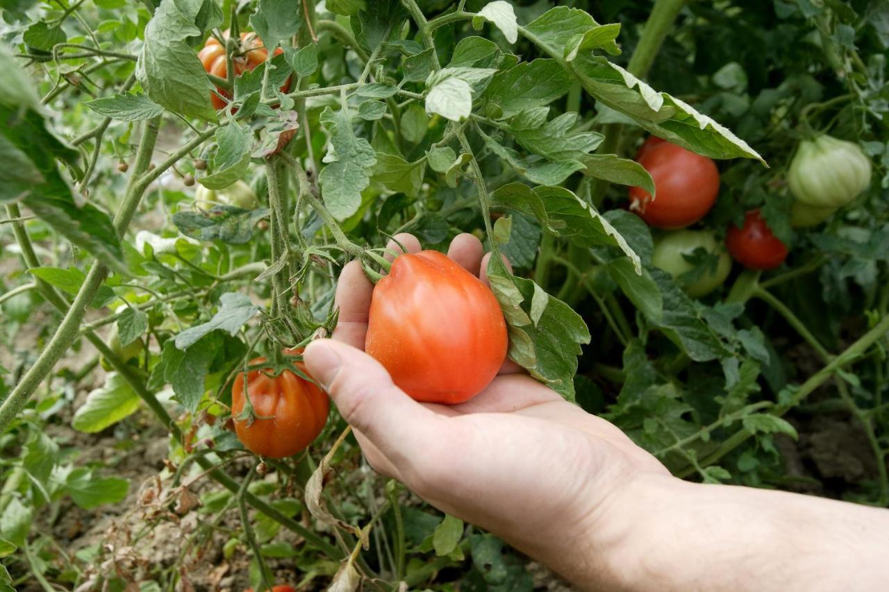 Agriturismo Casa Carpanelli 노난톨라 외부 사진